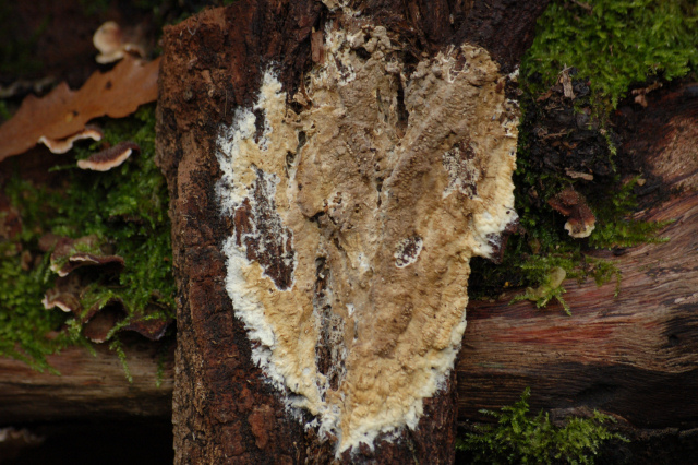 Coniophora puteana